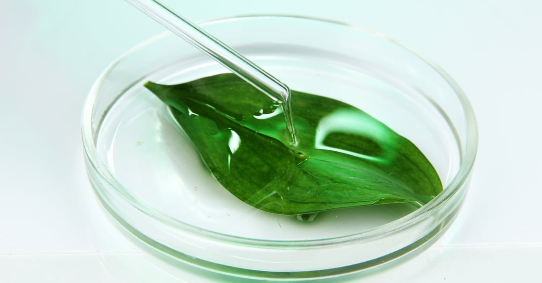 A green leaf sitting in a petri dish as someone drops chemicals onto it