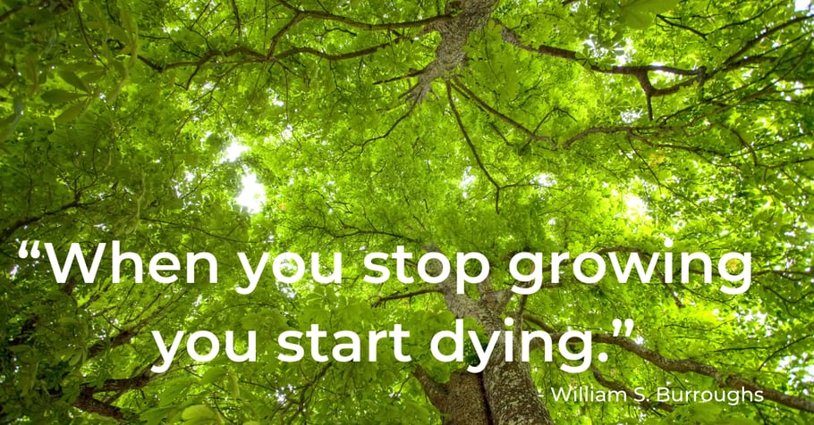 A green tree canopy with a quote from William S. Burroughs.