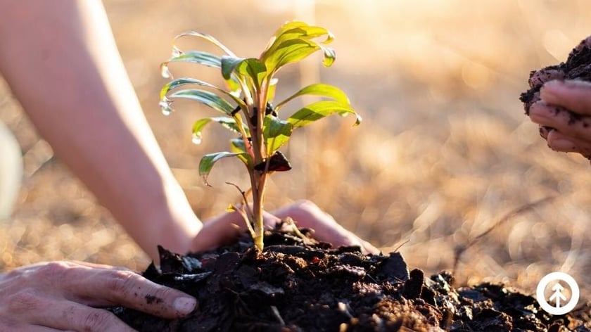 Two people nurturing a small corn plant in wet soil with their hands. 