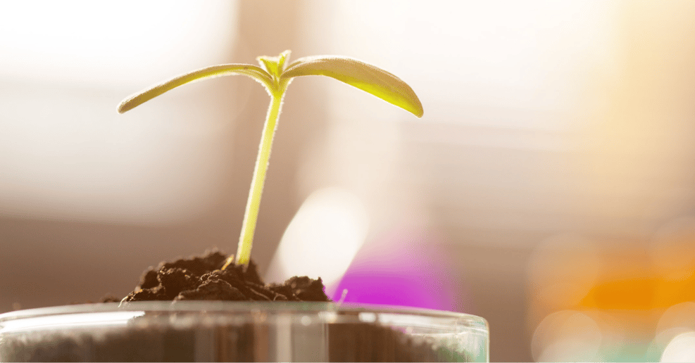 A seedling sprouting out of a petri dish in a laboratory .