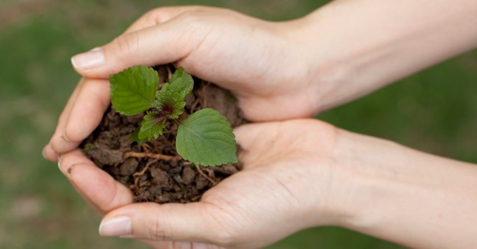 A small plant growing in soil inside someone’s hands.