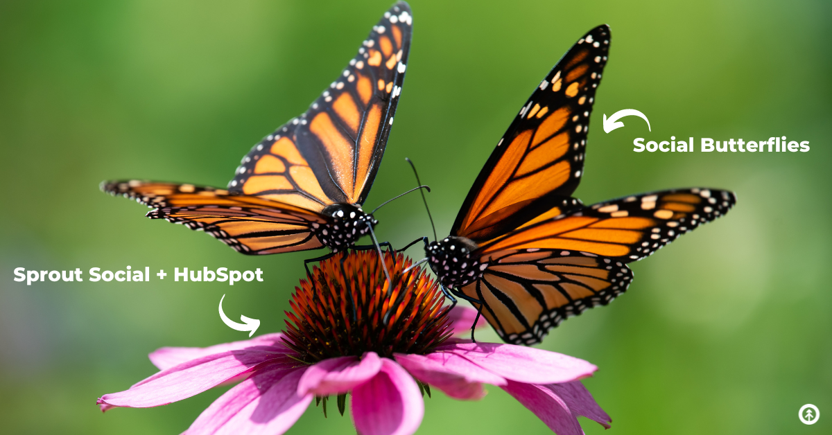 Two monarch butterflies on a purple flower. 