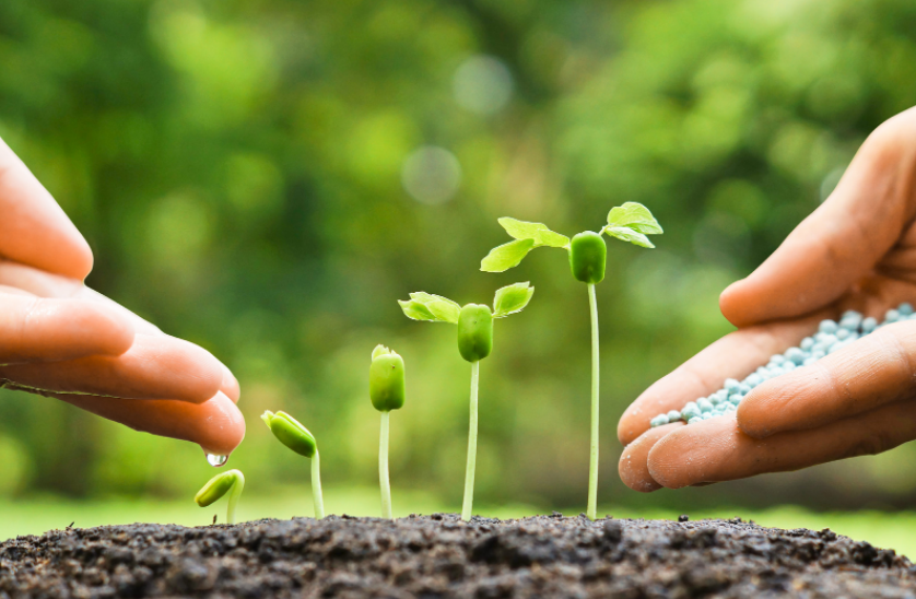 Hands giving water and fertilizer to five plants in different stages of growth