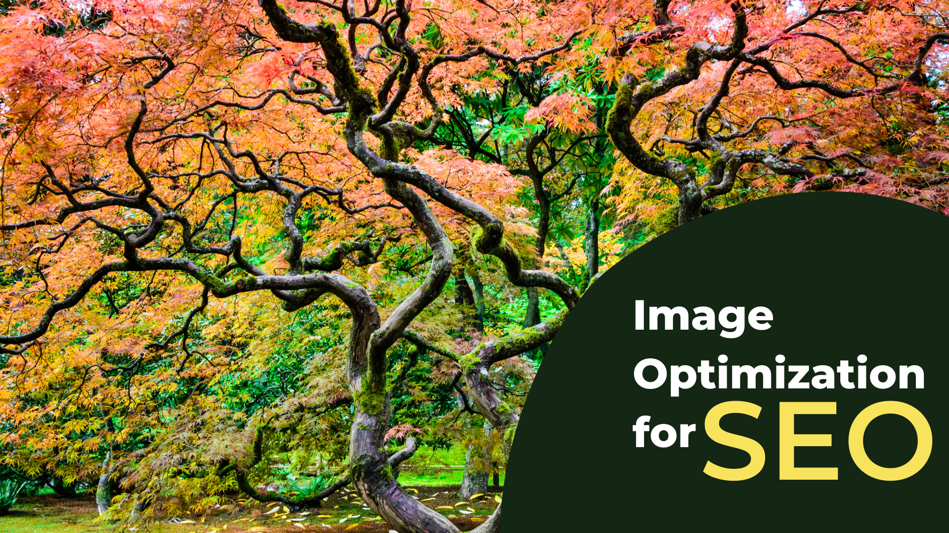 Image Optimization for SEO-featured-image