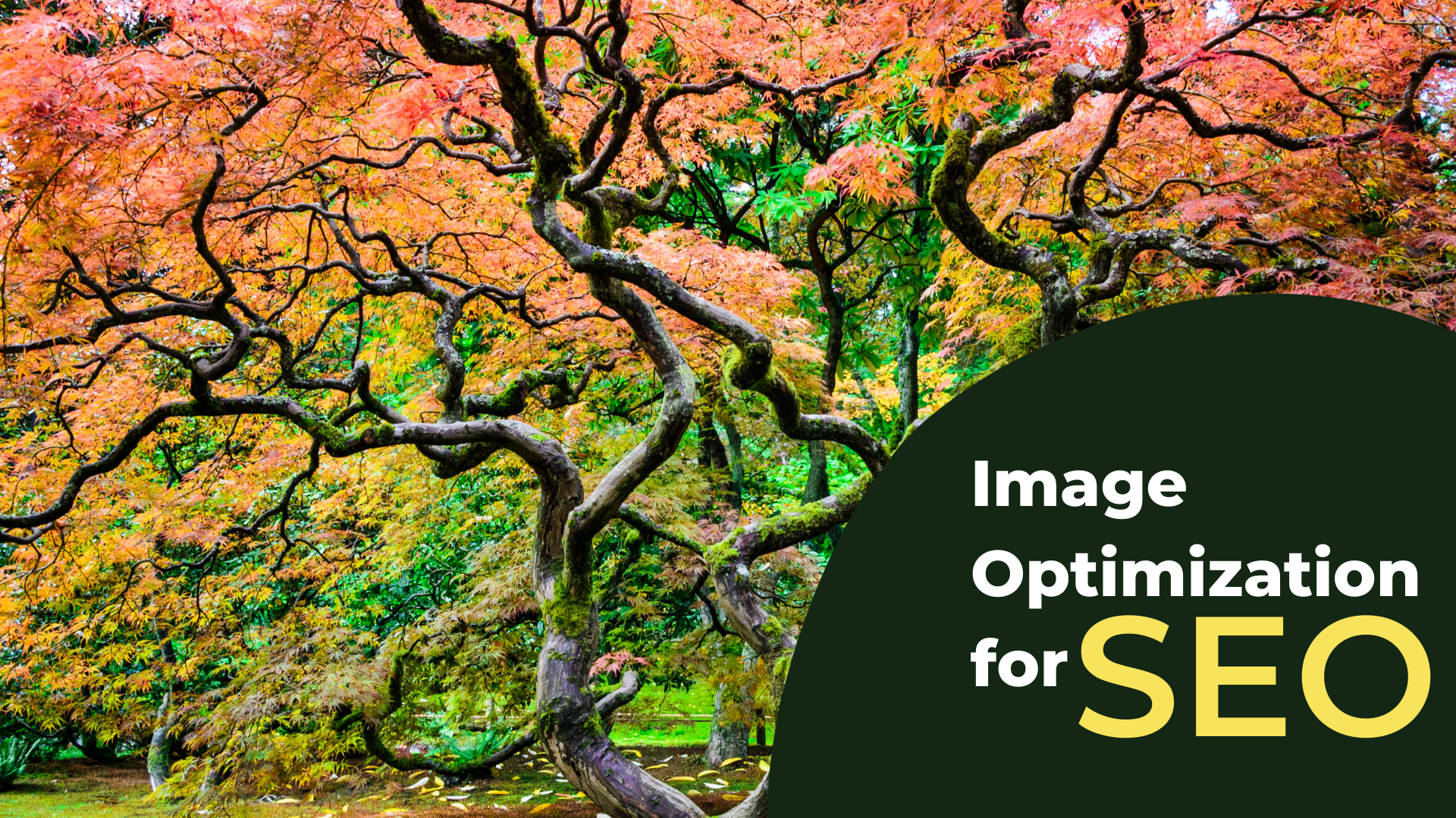 Image Optimization for SEO